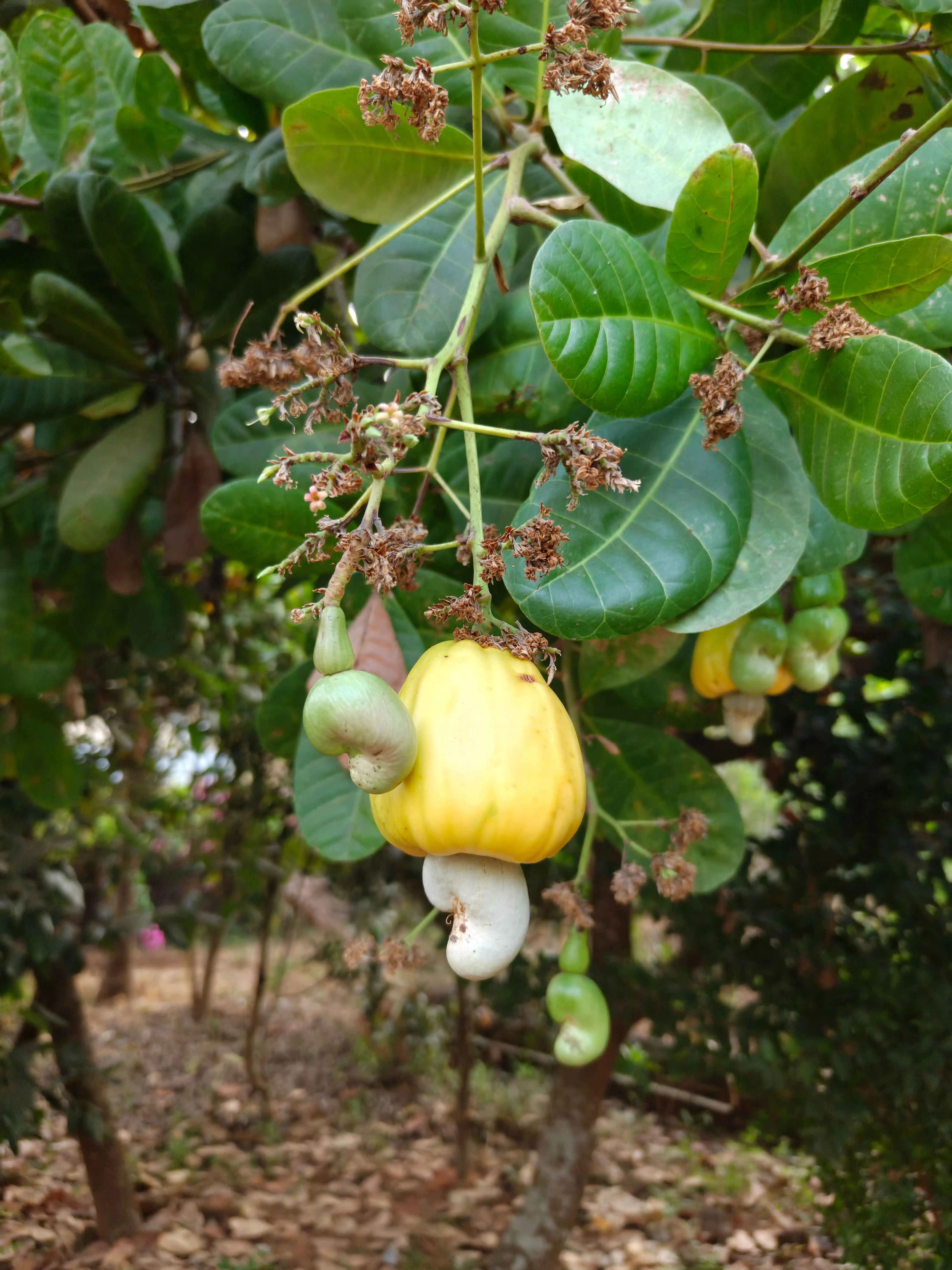 Cashew plantation