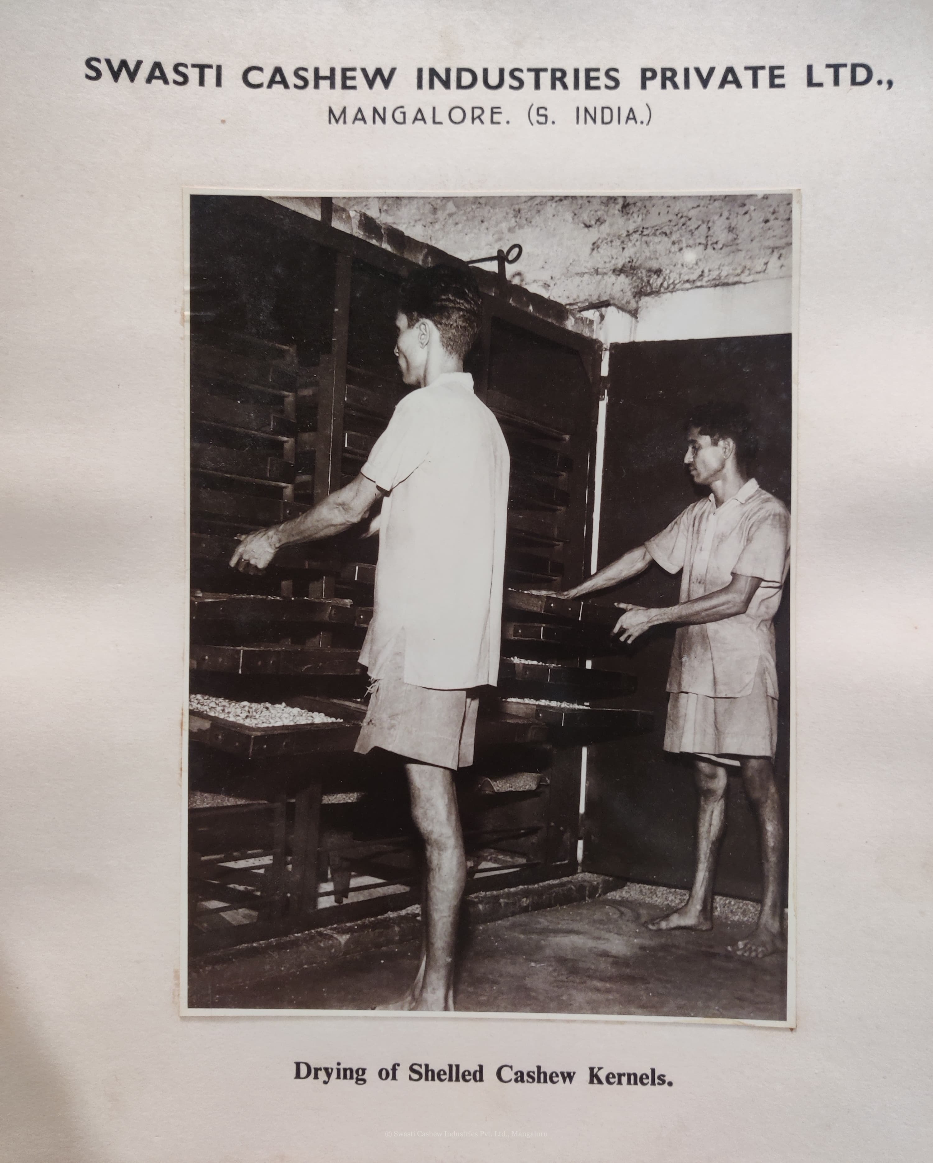 Drying process swasti cashew