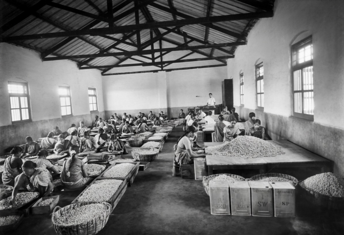 Quality Swasti Cashew